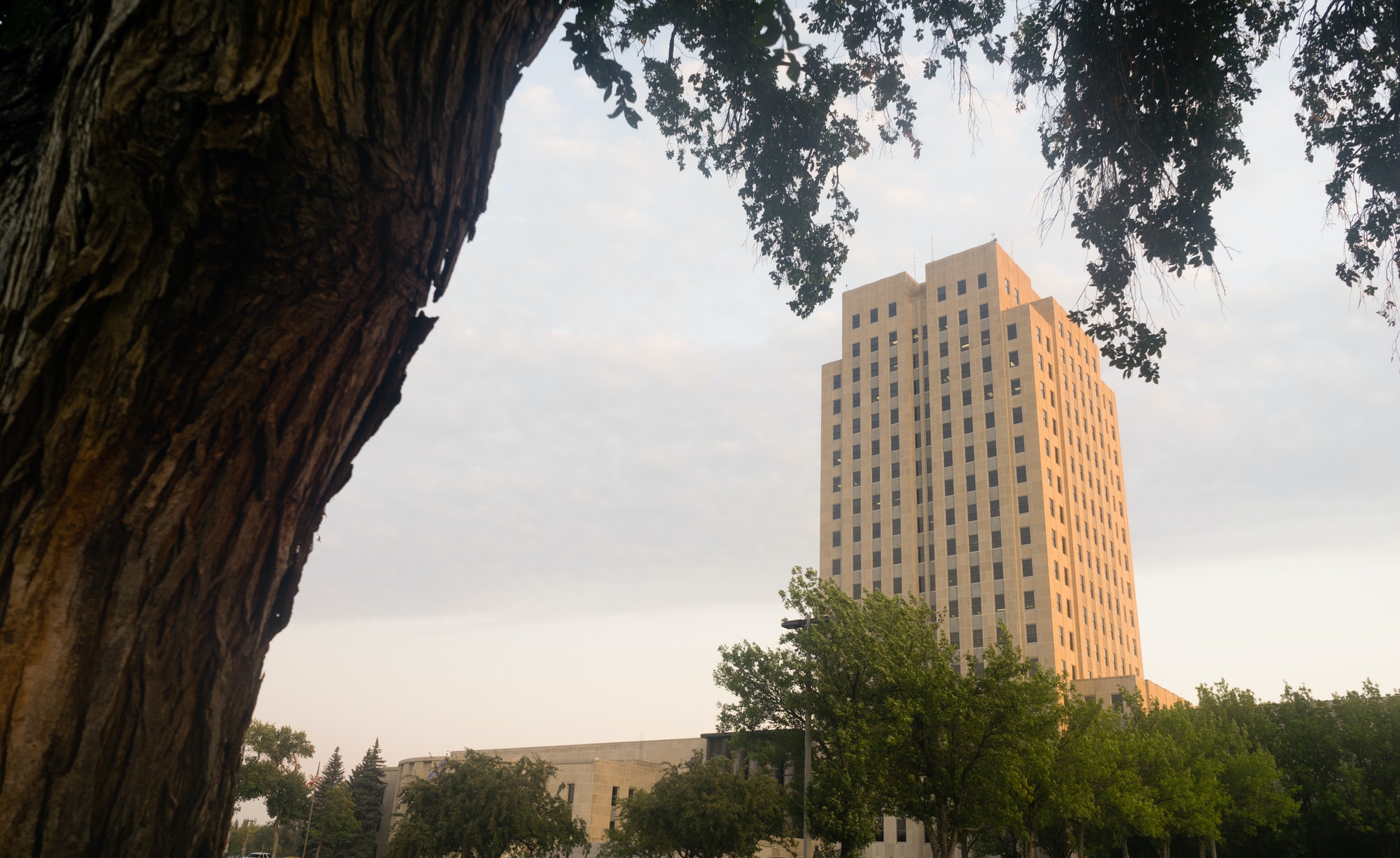 Large Oak Tree Stands North Dakota Capital Building Bismarck